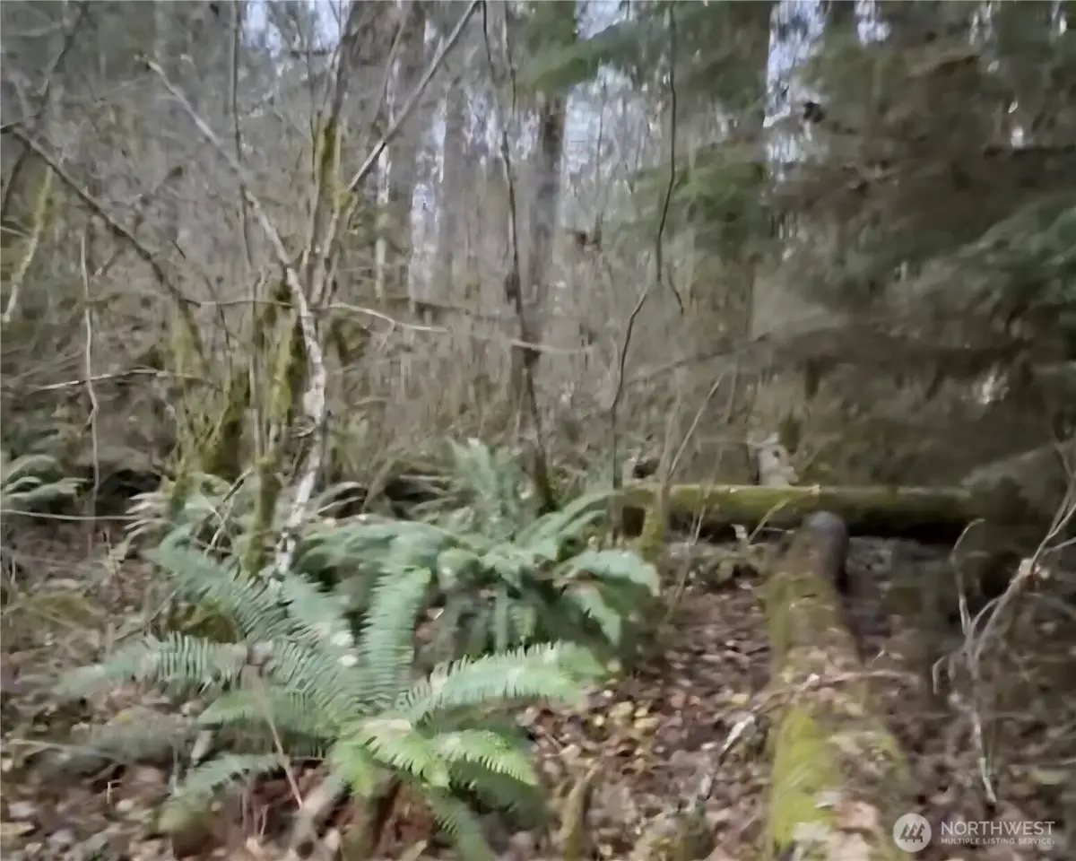 31518 557th Street Ct, Ashford, WA 98304 - Image #1