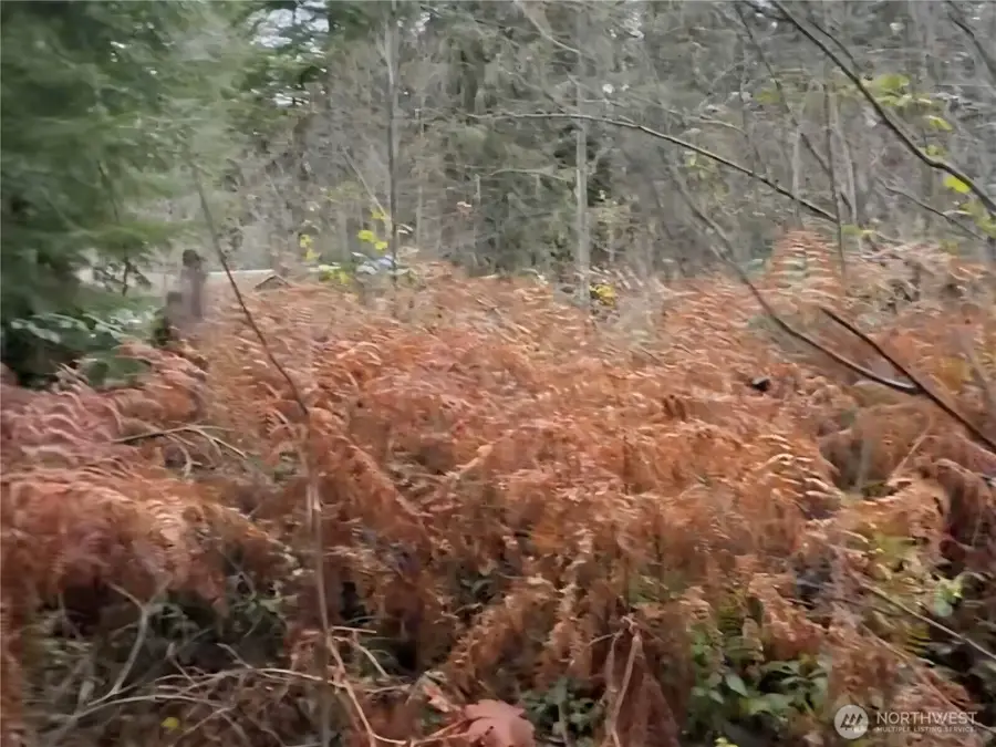 31518 557th Street Ct, Ashford, WA 98304 - Image #2