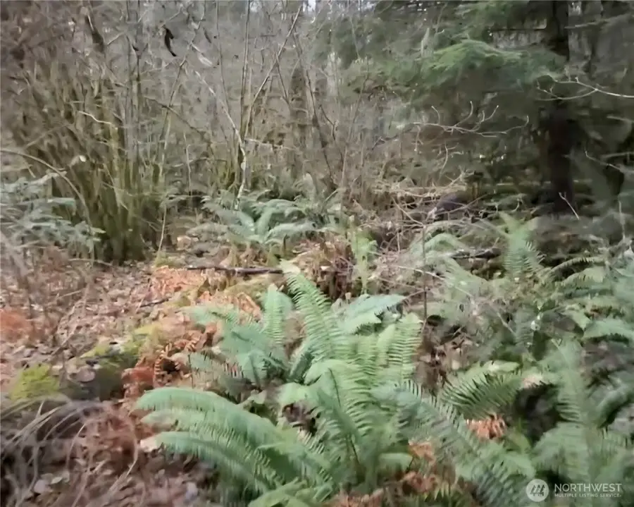 31518 557th Street Ct, Ashford, WA 98304 - Image #3