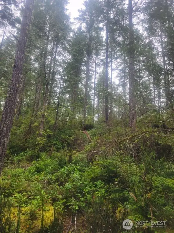 1 Gd 2048 Rd #1, Union, WA 98592 - Image #2