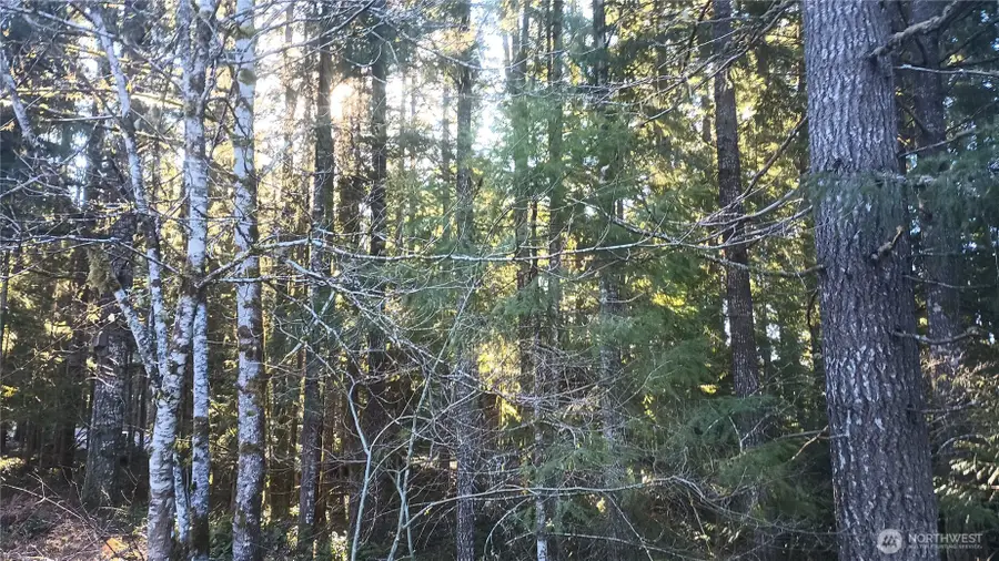 123 Elkhorn Trail #61, Packwood, WA 98361 - Image #2