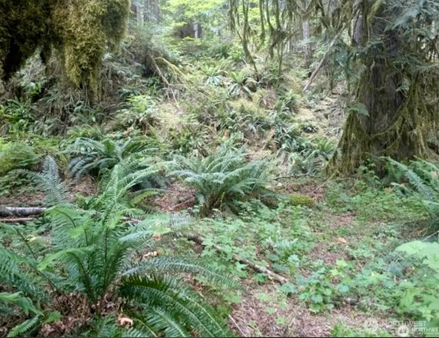 64315 Lookout Mountain Loop #169-171, Marblemount, WA 98267 - #3