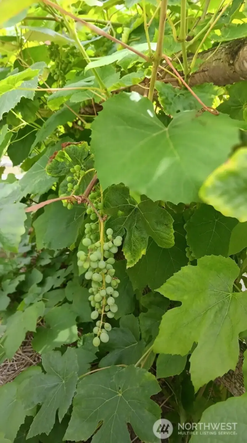 47367 State Route 20, Concrete, WA 98237 - #3