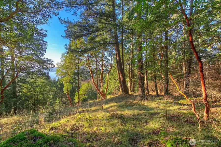 558 Buck Mt. Road, Orcas, WA 98245 - #3