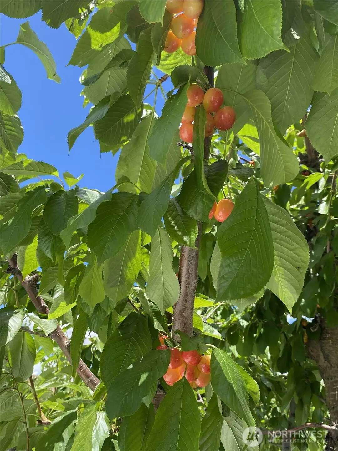 543 Jack Wells Road, Bridgeport, WA 98813 - #1