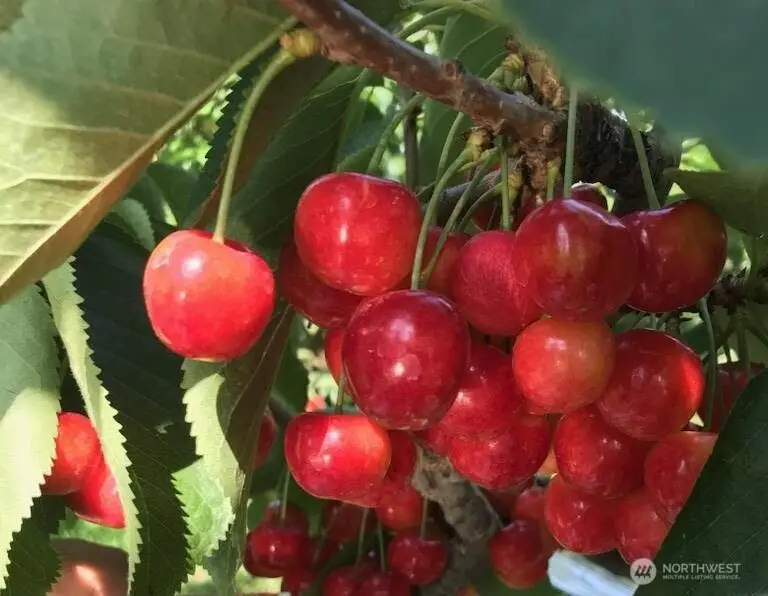 543 Jack Wells Road, Bridgeport, WA 98813 - #3