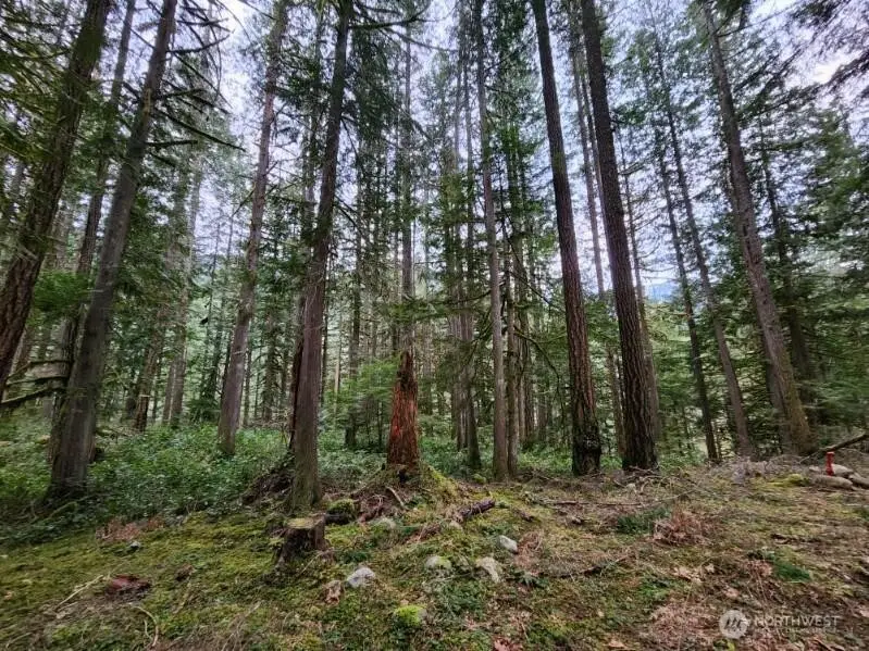 0 Cascade River Road, East Skagit, WA 98267 - #3