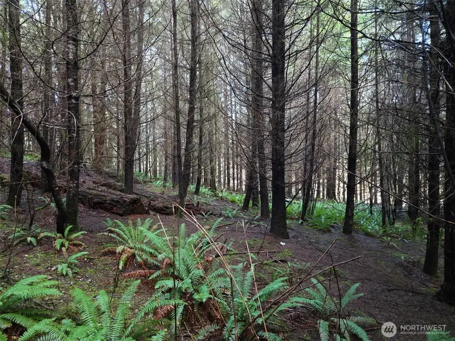 0 Workman Creek Road, Elma, WA 98541 - #2