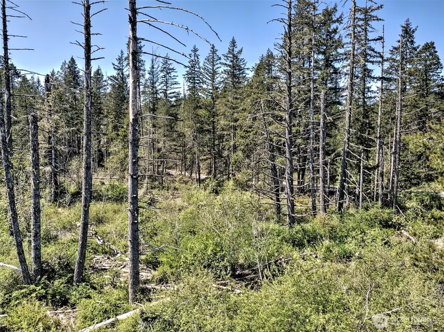 1161 NE Toonerville Drive #TR 5 OF SURVEY VOL 3 PG 98, Belfair, WA 98528 - #2