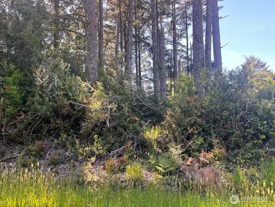 559 Sunset Avenue Ne #36, Ocean Shores, WA 98569 - #2
