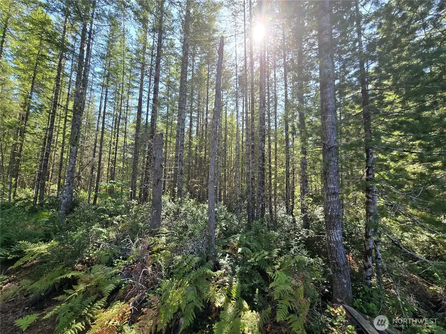 0 NE Dewatto Hills Road, Tahuya, WA 98588 - #2