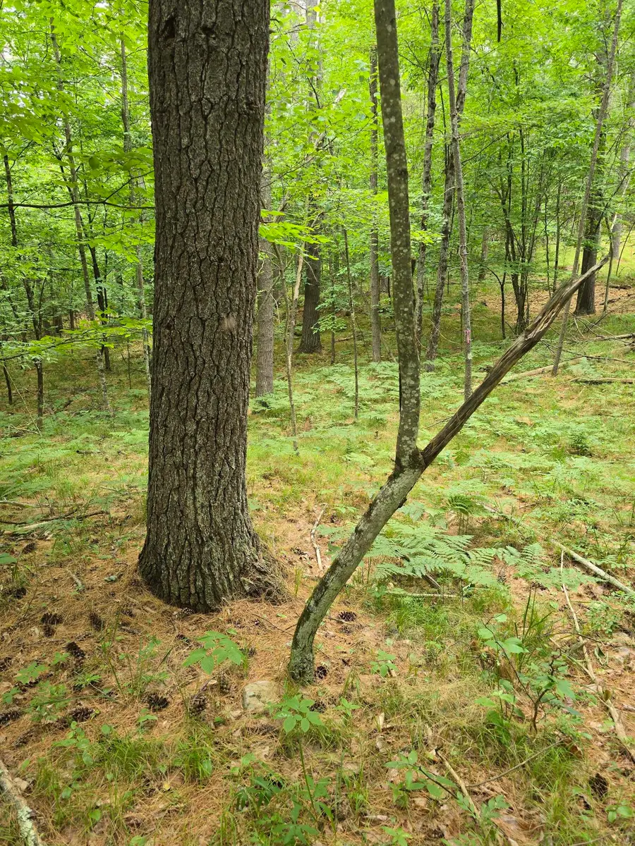 38 Algonquin Trail, Jay, NY 12941 - Image #2