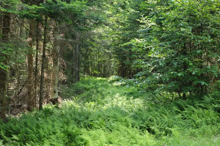 TBD Rock Street, Vermontville, NY 12989 - Image #2