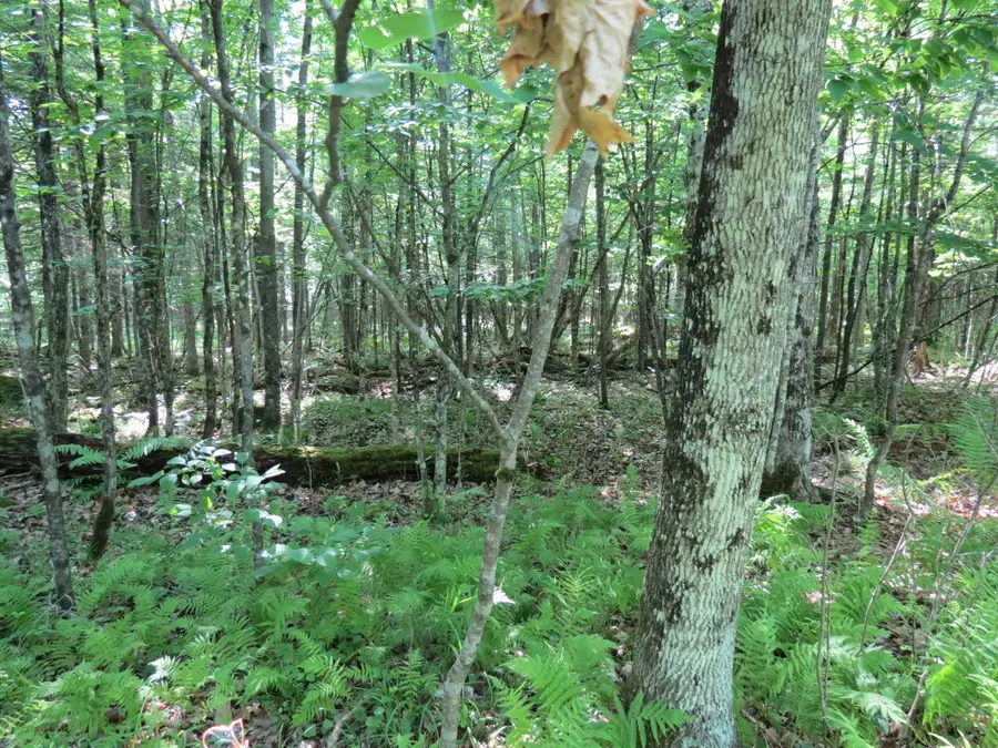 Lot 118 Tannenbaum Lane, Jay, NY 12941 - #3