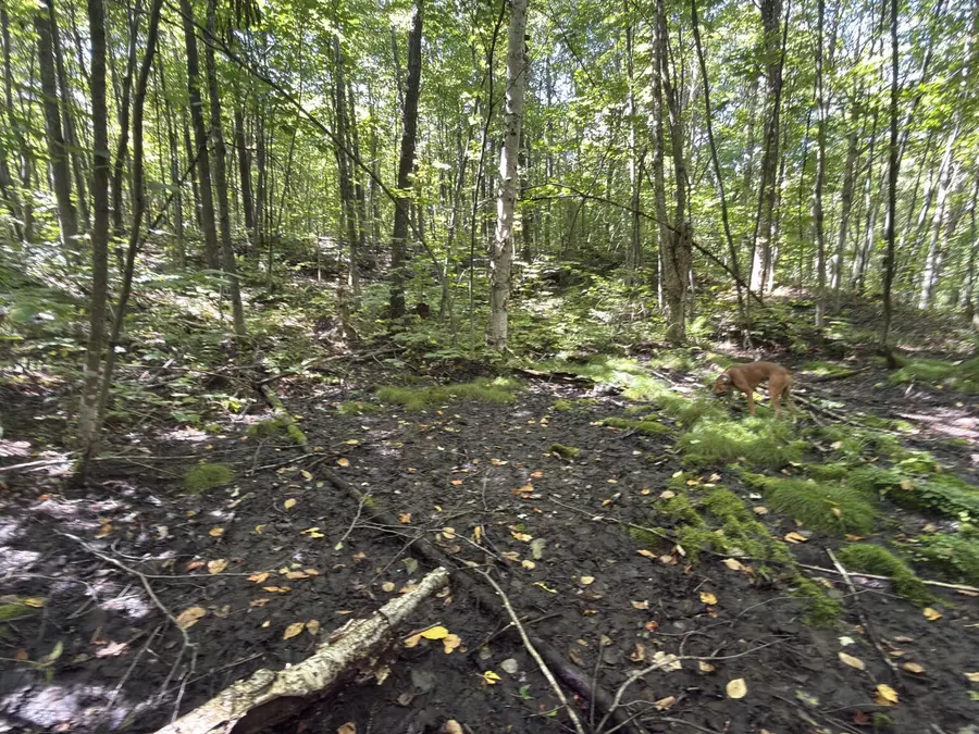 00 Wilfred King Road, Dannemora, NY 12918 - #2