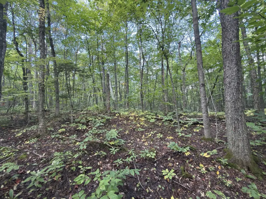 00 Wilfred King Road, Dannemora, NY 12918 - #3