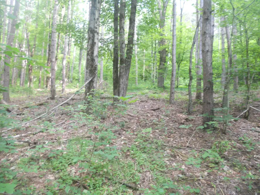 00 Gridleyville Road, Spencer, NY 14883 - #2