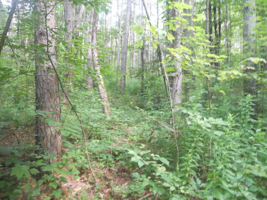 00 Gridleyville Road, Spencer, NY 14883 - #3