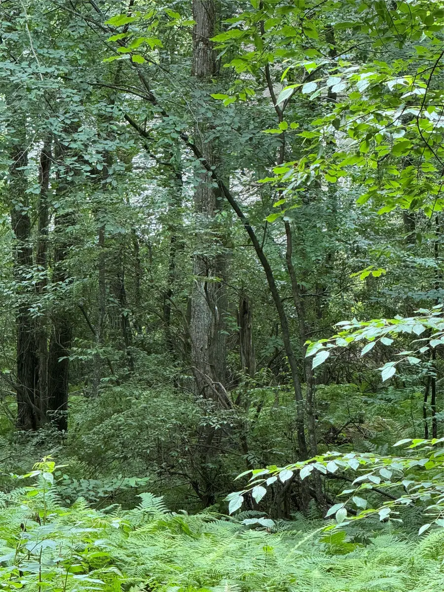 65 Blueberry Drive, Deposit, NY 13754 - #3