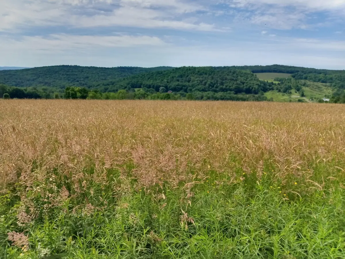 0 Robinson Road, Bainbridge, NY 13733 - #1