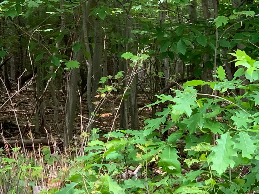 L4 County Rte 5, Canaan, NY 12029 - Image #3