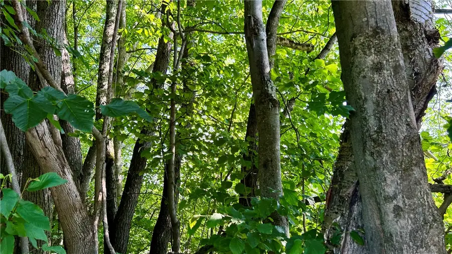 Hamden Hill Road, Delhi, NY 13753 - Image #3