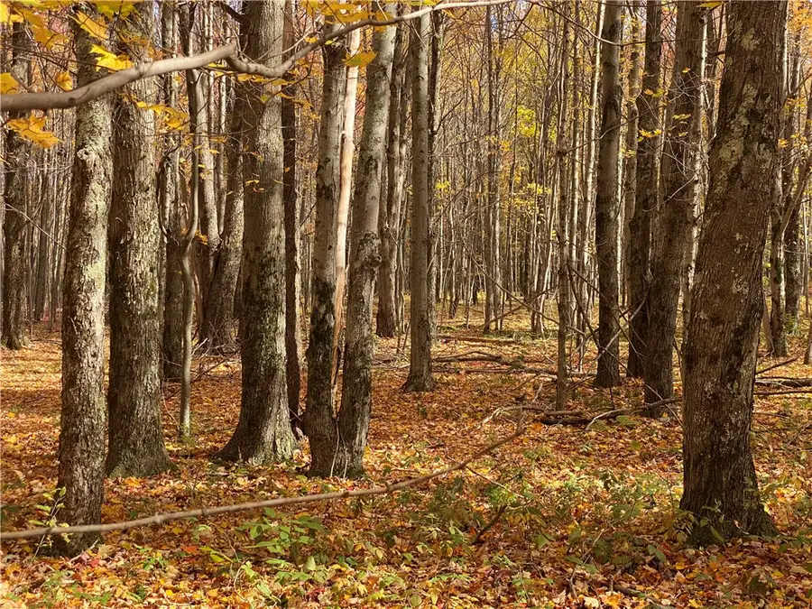 535 Scutt Mtn. Road, Stamford Town, NY 13739 - Image #3