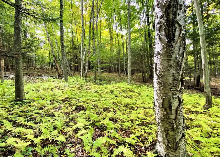 Tinkertown Road, Tuscarora, NY 14801 - Image #3