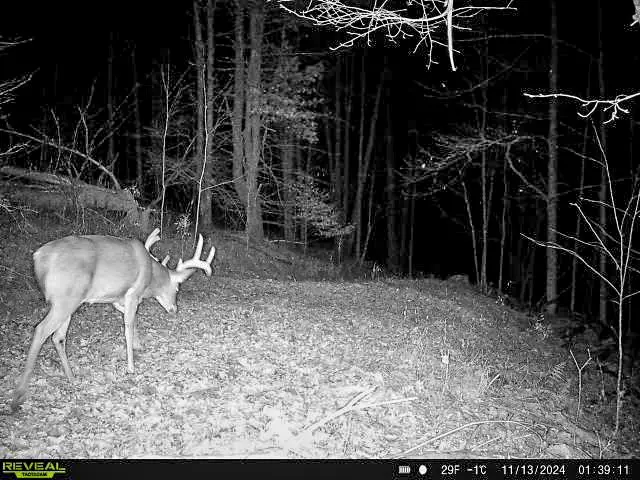 VL County Route 33, Bolivar, NY 14715 - Image #3