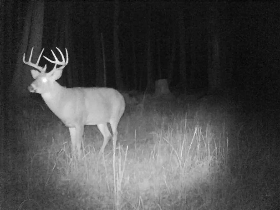 Pritchard Road, Springville, NY 14141 - #2