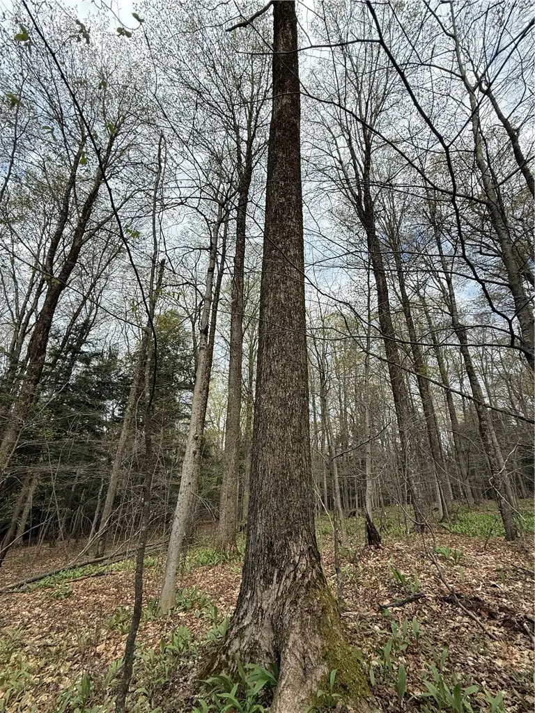 Saunders Gulf Road, West Winfield, NY 13491 - #1