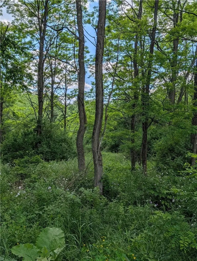 Case Road, Bainbridge, NY 13733 - #2