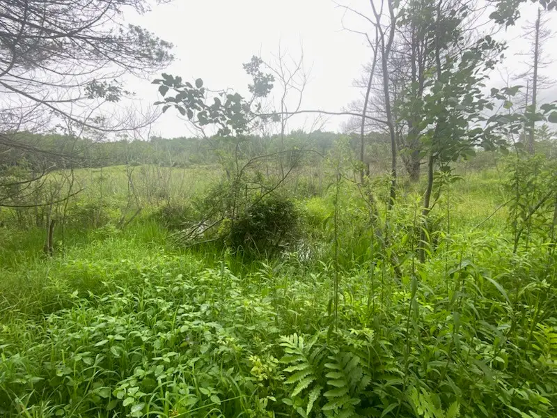 Marsh Road, Lindley, NY 14858 - #2