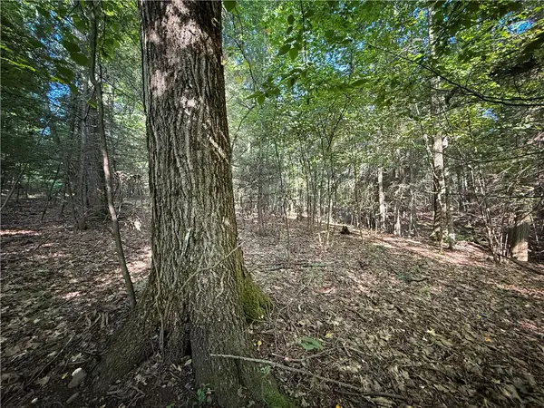 Wright Road, Candor, NY 13743