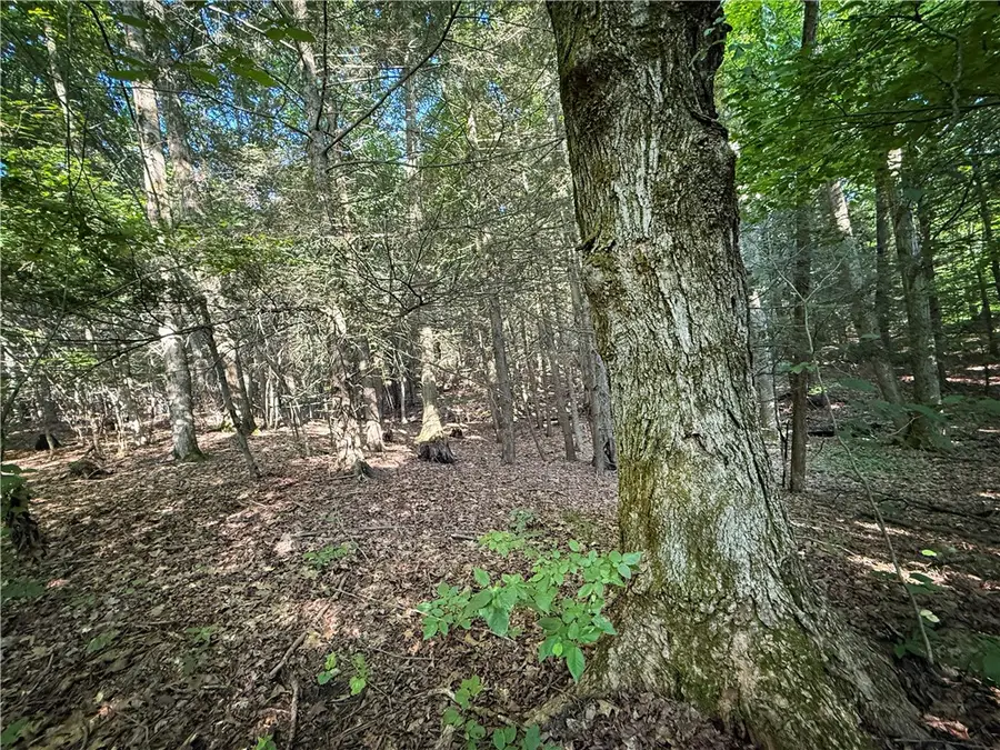 Wright Road, Candor, NY 13743 - #2