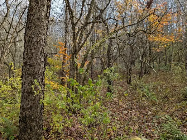 Ryan Road, Williamstown, NY 13493