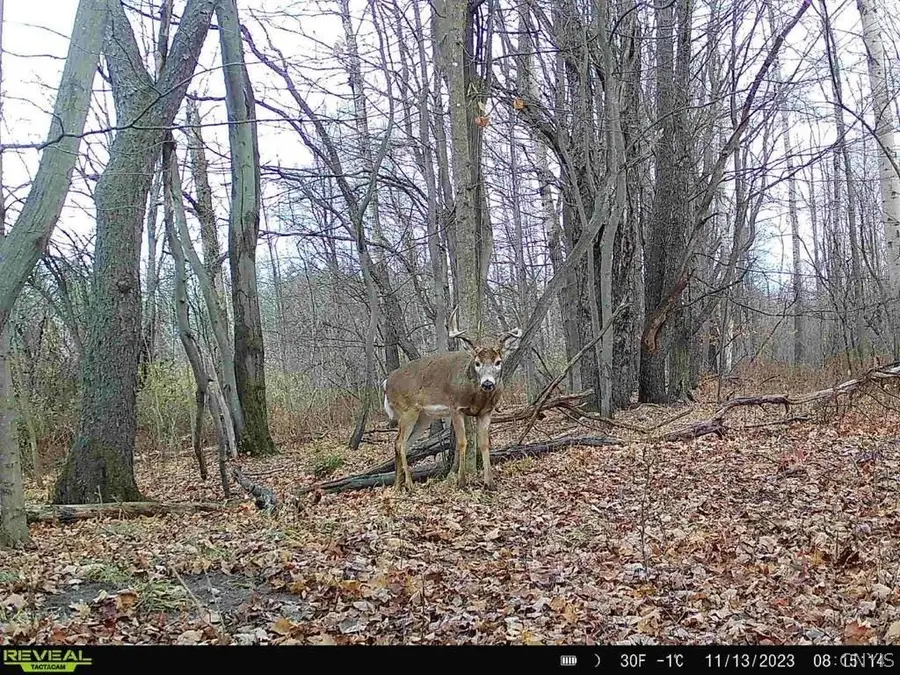 Hardys Road, Gainesville, NY 14066 - #3