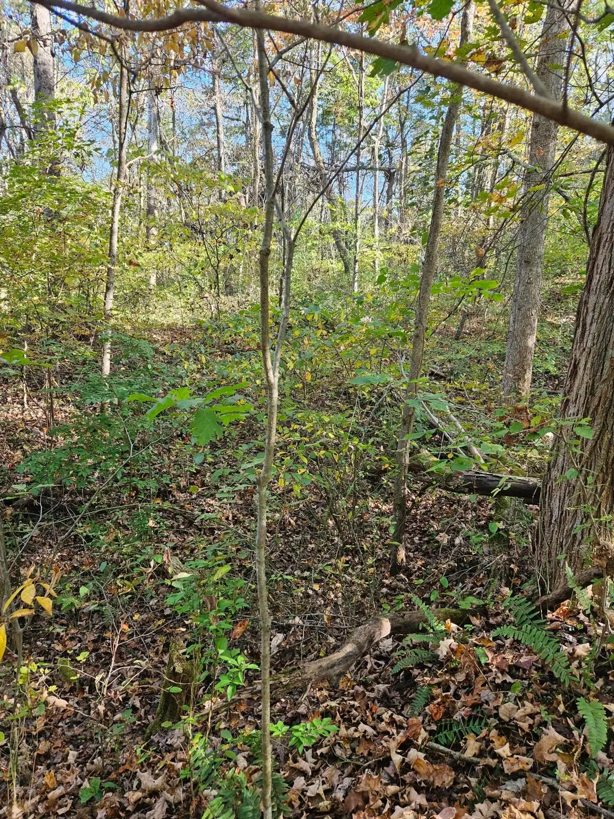 0 Heddleson Ridge, Lower Salem, OH 45745 - Image #1