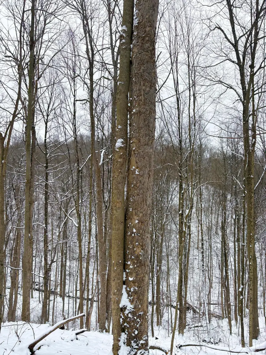 0 Tract 2 Morris Ridge Road, Woodsfield, OH 43793 - #3