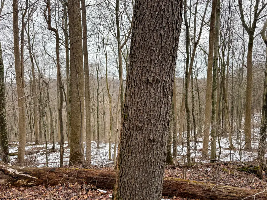 0 Tract 5 Mann, Woodsfield, OH 43793 - #3