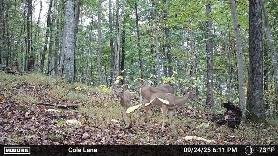 4655 Grassy Fork Road, Mifflin, OH 45660 - Image #3