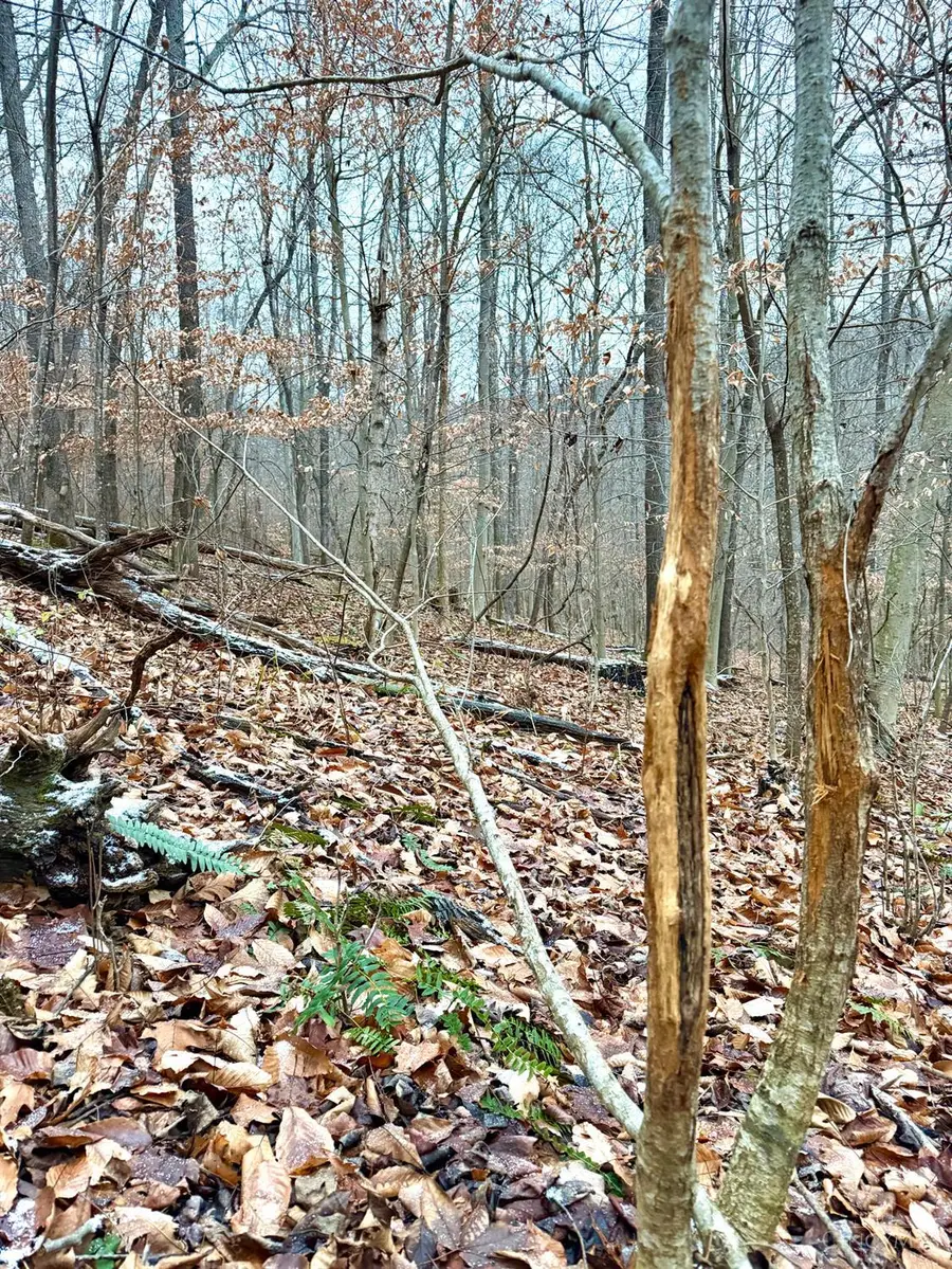 0 Golley Road, Otway, OH 45657 - Image #2