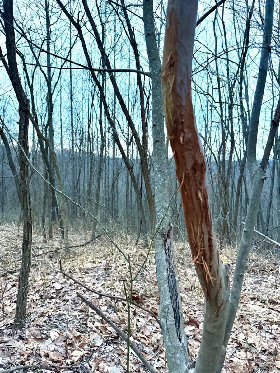 0 Straight Creek Road, Jackson, OH 45613 - #3