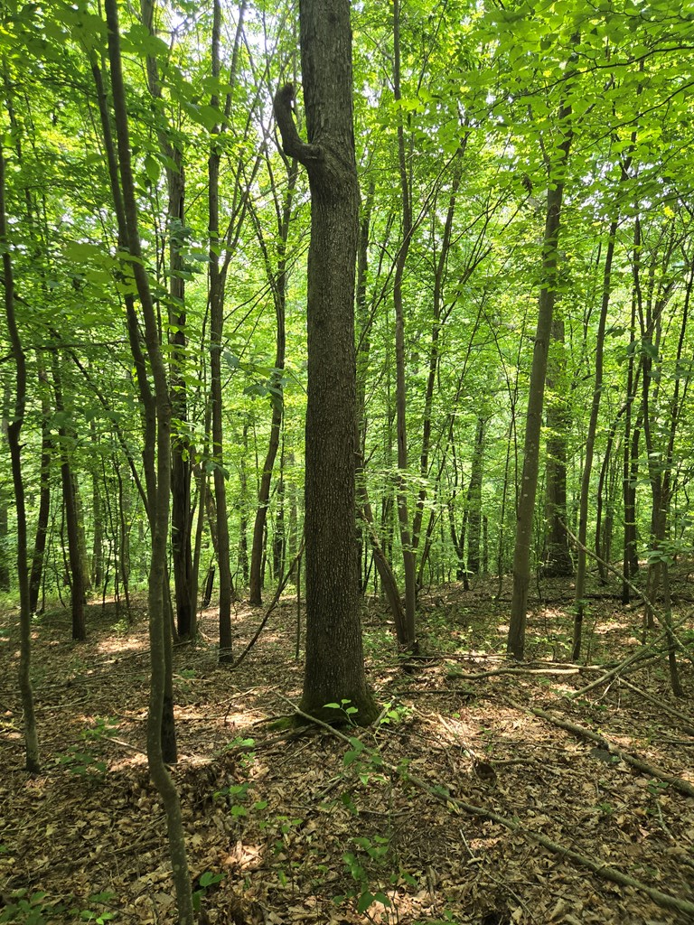 0 Stout Hollow Rd, Portsmouth, OH 45662 - #3