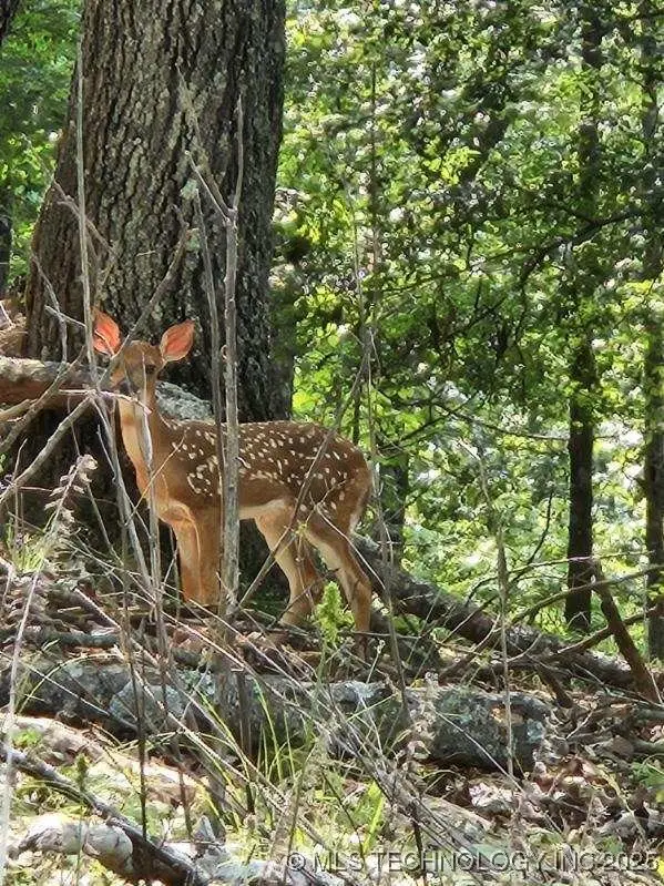 35880 540 Trail S, Jay, OK 74346 - Image #2