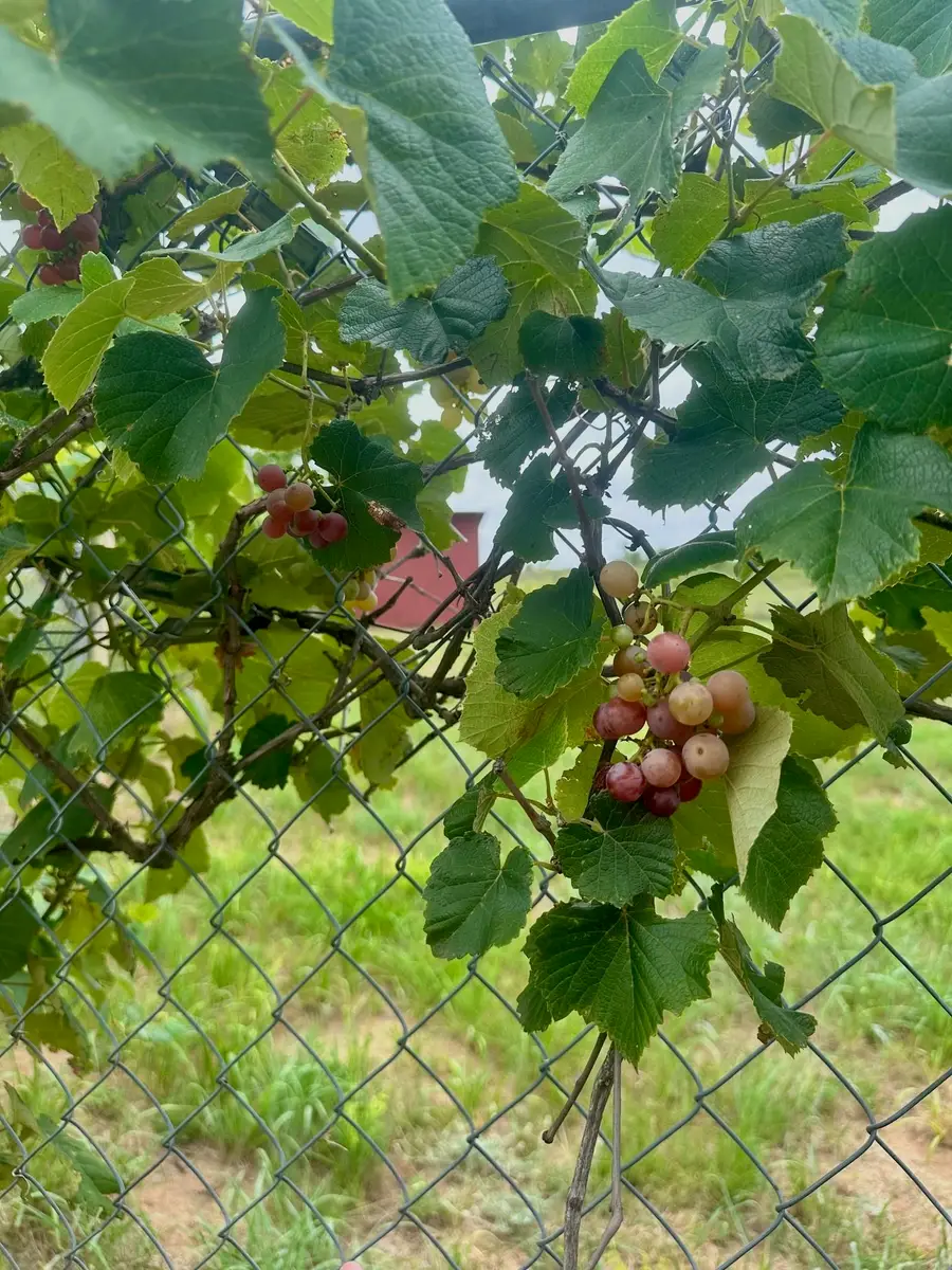 18644 E 1020 Road, Cheyenne, OK 73628-000 - Image #3