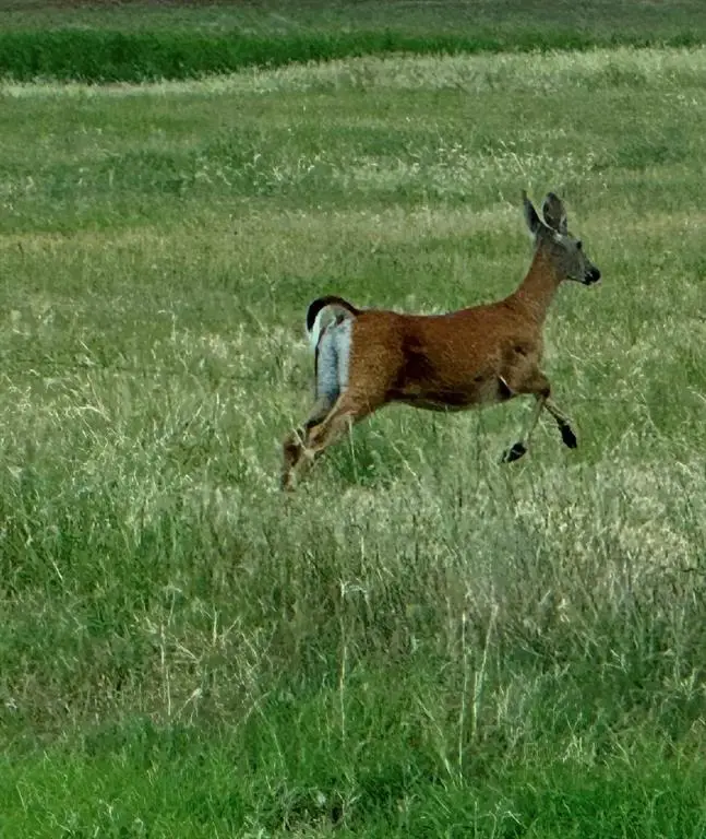 E 1060 & E 1080 Rd Road, Elk City, OK 73644 - Image #2