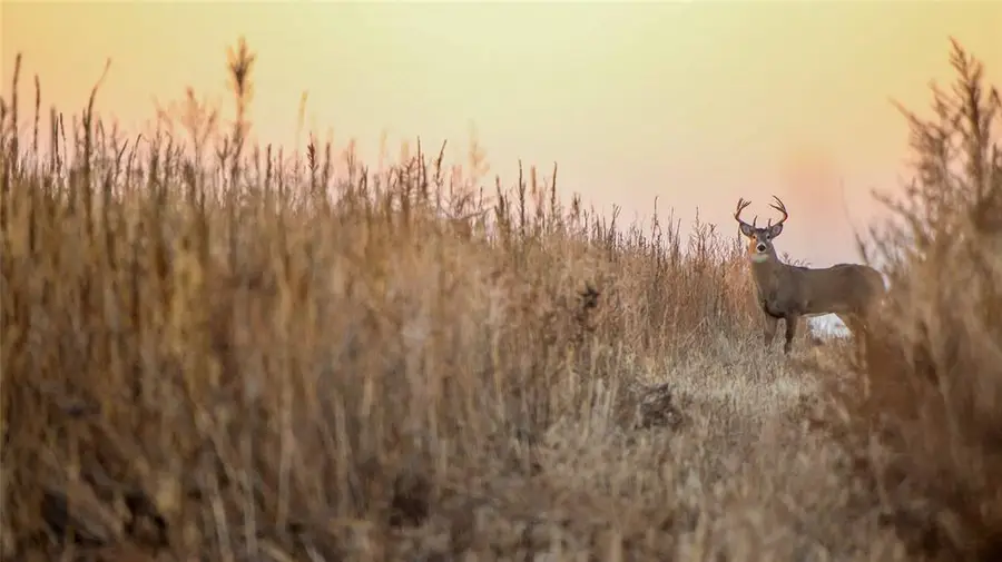 Mile 51 Road, Hooker, OK 73945 - Image #2