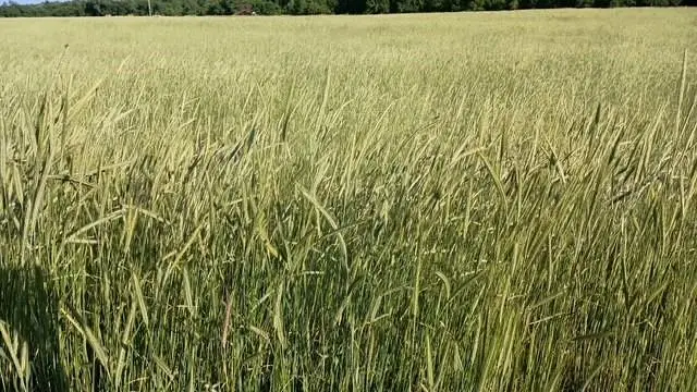 N Macarthur Avenue, Blanchard, OK 73010 - Image #3