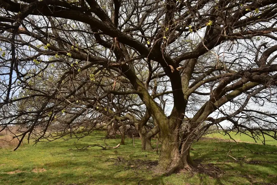 Country Road 450, Aline, OK 73716 - #2